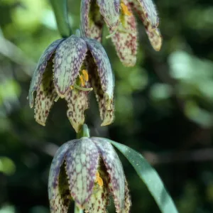 Fritillaria ojaiensis, Ojai Fritillary, Santa Rita Road