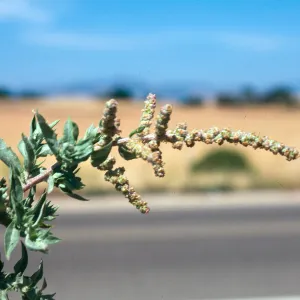 Atriplex serenana