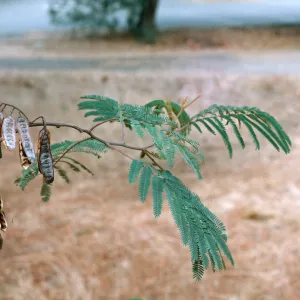 Albizia lophantha