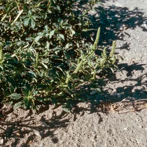 Amaranthus