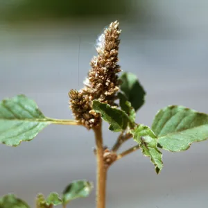Amaranthus deflexus