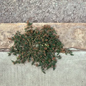 Amaranthus deflexus