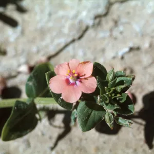 Anagallis