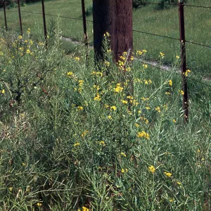Brassica campestris