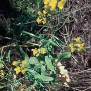 Brassica campestris