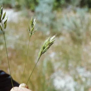 Bromus mollis c