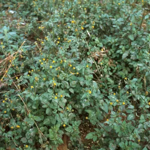 Bidens pilosa