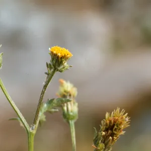 Bidens c