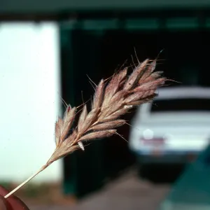 Bromus mollis