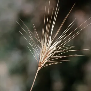 Bromus rubens
