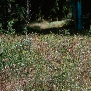 Bromus rubens, Melilotus indicus, Santa Rosa hills