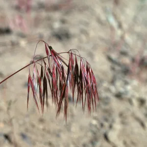 Bromus tectorum, KVC