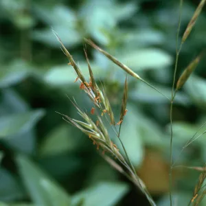 Bromus carinatus flowers