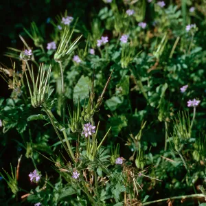 Erodium moschatum (Filaree)