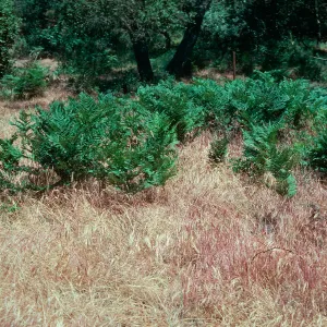 Bracken Fern, Orcutt Hills