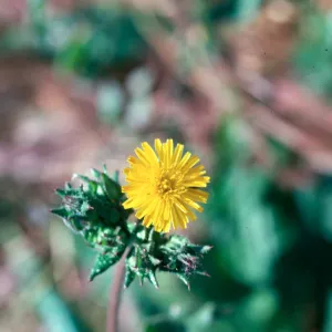 Bristly ox-tongue flower