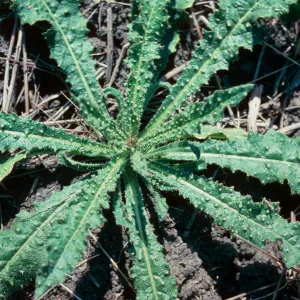 Bristly ox-tongue rosette