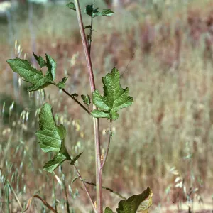 Brassica nigra ? leaf
