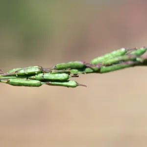 Brassica fruit