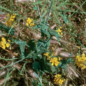 Brassica campestris