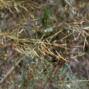 Brassica campestris fruit