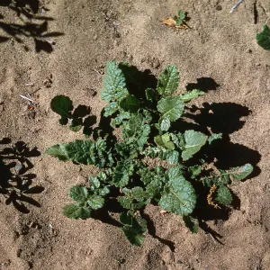 Brassica geniculata rosette