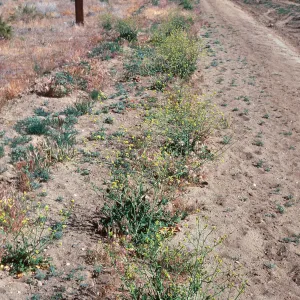 Brassica geniculata
