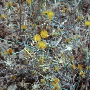 Yellow Star Thistle