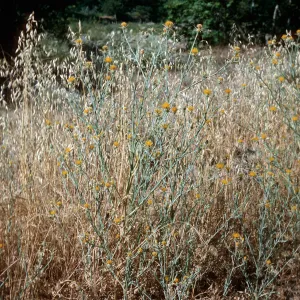 Yellow Star Thistle, Juncal