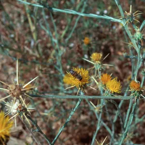 Yellow Star Thistle