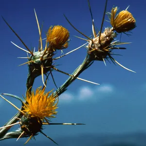 Yellow Star Thistle