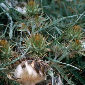 Artichoke Thistle, Hollister Ranch