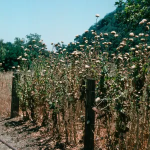 Milk Thistle, Refugio