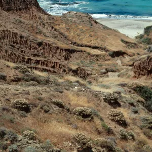 Eriogonum arborescens east of Pozo Beach, Santa Cruz Island