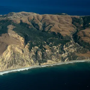 China Pines, Santa Cruz Island