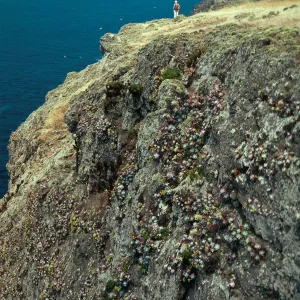 Coastal Bluffs northeast of West Point, Santa Cruz Island