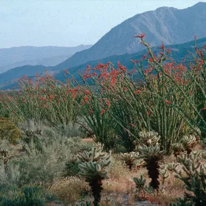 Fouquieria, Coyote Wash
