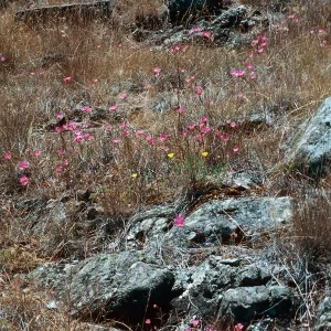 Ring Mtn., Tiburon Peninsula