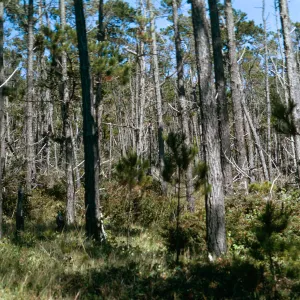 Pinus radiata forest, Monterey