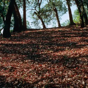 Oak-Madrone Woodland, Lake County