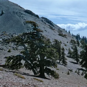 Pinus balfouriana, Mt. Linn East, S. Yolla Bolly Mts.
