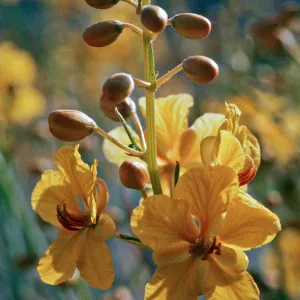 Senna armata, Red Rock Canyon