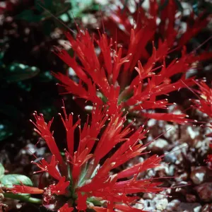 Monardella macrantha, Lamiaceae