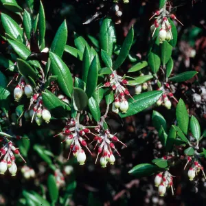 Xylococcus bicolor, Ericaceae