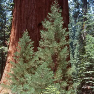 Sequoiadendron, Giant Forest