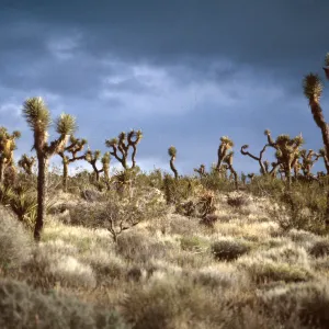 Joshua Tree Woodland, Joshua Tree Nat. Monument
