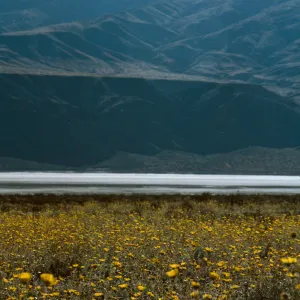 Geraea canescens, Panamint Valley
