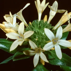 Collomia grandiflora