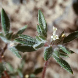 Loeseliastrum depressum, Deep Springs Valley