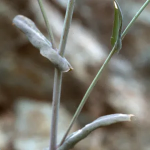 Caulanthus amplexicaulis barbarae, Figueroa Mtn.
